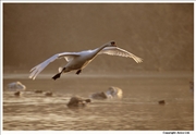 Mute-Swan-landing-1-